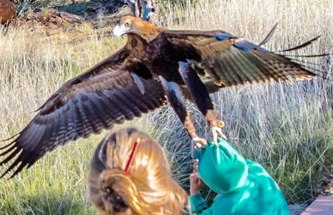 تصویر عقابی که قصد شکار یک پسربچه 7 ساله را داشت