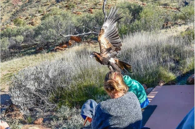 تصویر عقابی که قصد شکار یک پسربچه 7 ساله را داشت