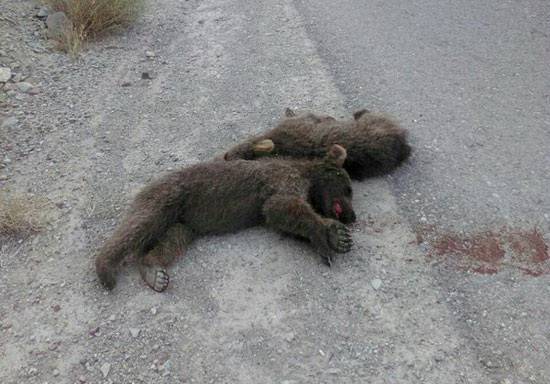 لاشه دو توله خرس قهوه ای در کنار جاده ای در روستای چاشم 