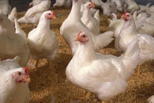 ۵۰ هزار قطعه‌ مرغ زنده روانه کشتارگاه های فارس شد