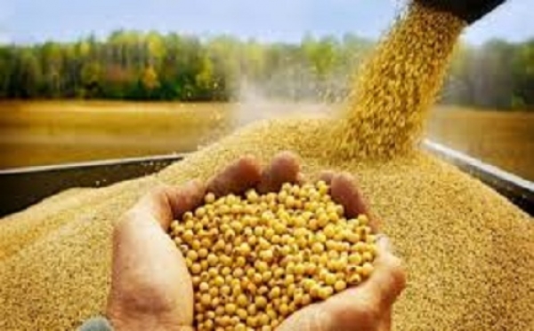 پیش بینی تولید بالغ بر ۲۸۰ هزار تن گندم در مرودشت