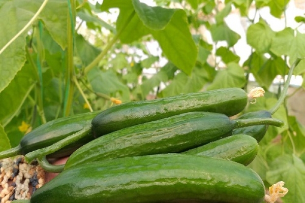 صدور نخستین گواهی محصول سالم خیار سبز در کازرون