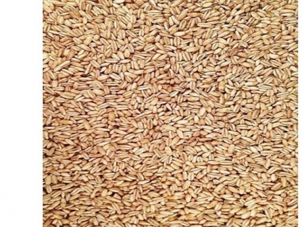 افزایش 20 درصدی تولید در مزارع گندم بنیان شیراز
