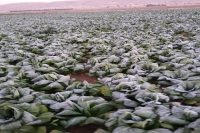 سرما و یخبندان خسارت میلیونی به کشاورزی قیروکارزین زد