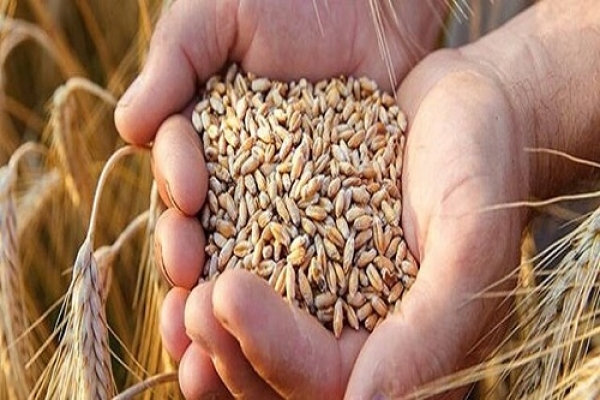 تولید بیش از ۳۴ هزار تن گندم بذری فارس در مرودشت