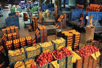 توزیع ۷۰ هزارتن میوه در بازار قبل از شب عید