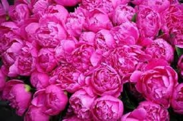 پیش بینی برداشت ۱۵۰ تن گل محمدی در نی‌ریز فارس