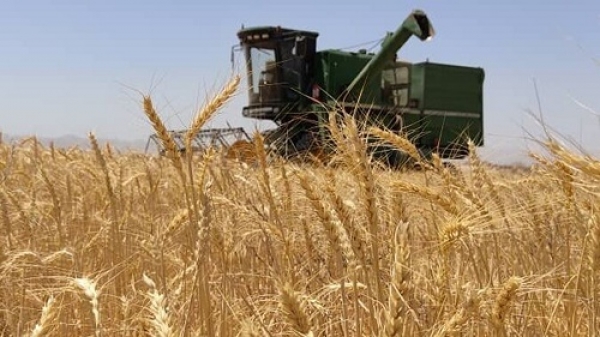 کاهش ۲۵ درصدی حجم تولید گندم در فارس