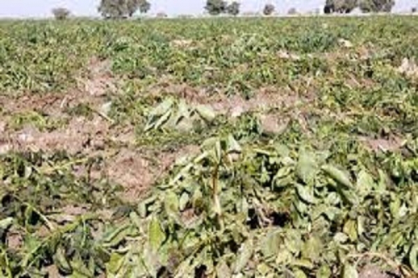 خسارت  میلیاردی  سرما به کشاورزی فارس/پیگیری جبران خسارت سرمازدگی