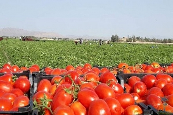آغاز برداشت گوجه فرنگی از مزارع شهرستان کازرون