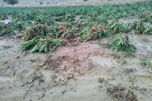 خسارت میلیاردی خشکسالی به کشاورزی فارس