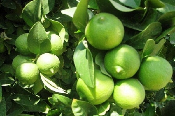 برداشت 9هزار تن لیمو ترش از باغات کازرون