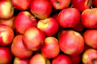 اتمام خرید تضمینی سیب درختی در فارس