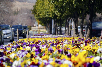 شیراز با ۷ میلیون گل آماده استقبال از میهمانان نوروزی است