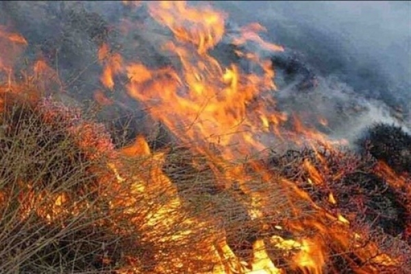 جنگل‌های بمو طعمه شعله‌های آتش شد