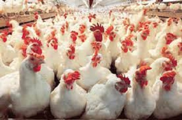 افتتاح مرغداری با ظرفیت تولید ۴۵ هزار قطعه ای در بخش «ارژن»