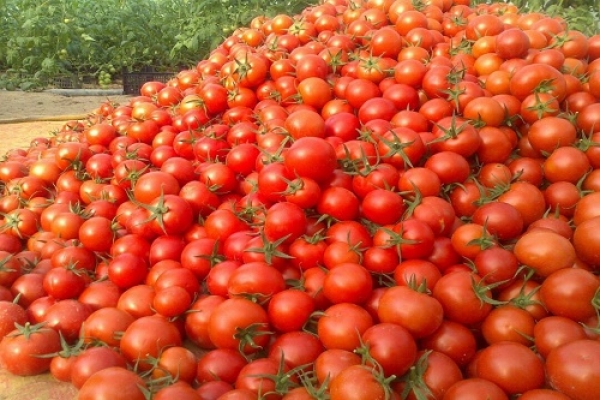 برداشت گوجه فرنگی در مرودشت تا آبان ماه ادامه دارد