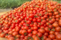 برداشت گوجه فرنگی در مرودشت تا آبان ماه ادامه دارد