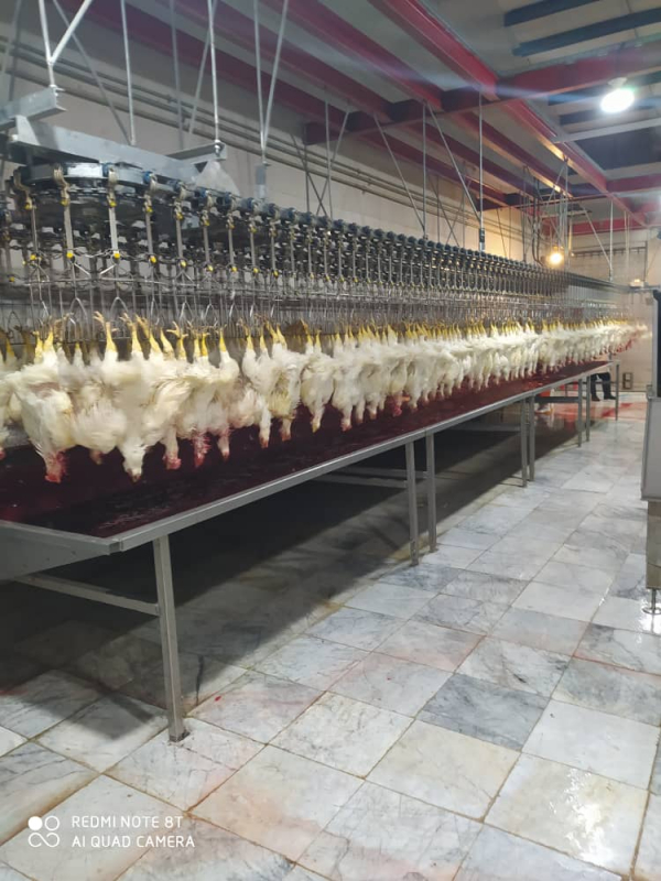 تولید بیش از ۳ هزار تن مرغ در فسا