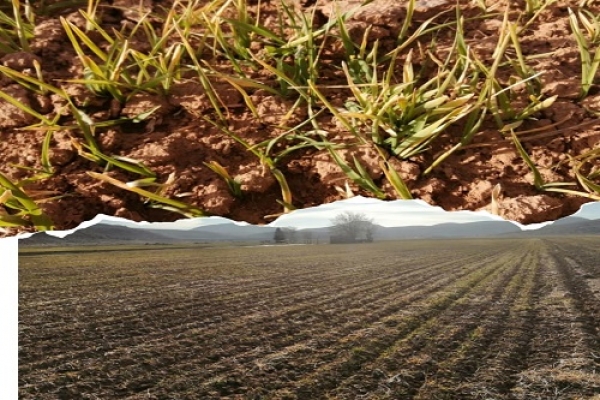 خسارت ۶۸ میلیارد ریالی سرما به محصولات زراعی  ارسنجان
