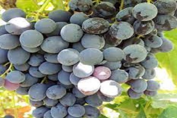 برداشت اولین محصول انگور رقم تجاری ترکمن 4 از تاکستان کوار 