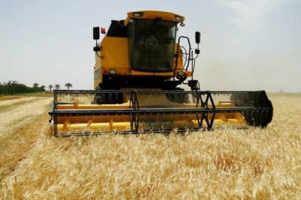 برداشت محصولات شتوی از مزارع جو در شهرستان شیراز تا پایان خرداد ادامه دارد