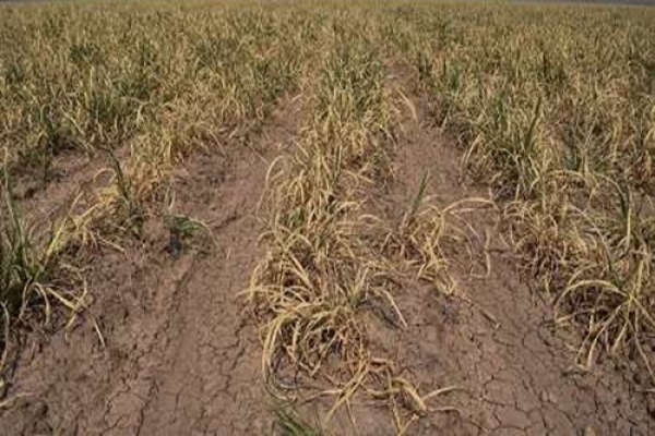 خسارت خشکسالی به ۳۲ هزار هکتار از مزارع مرودشت