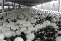 بزرگترین واحد صنعتی پرورش قارچ در مرودشت به بهره برداری رسید