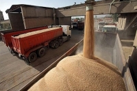 جابجایی بیش از ۴۲ هزار تن گندم در مناطق جنوبی فارس