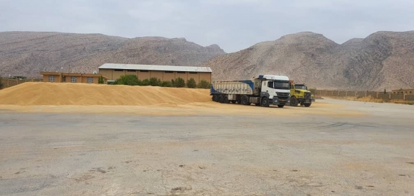۲۰ هزار تن گندم شهرستان‌های شمالی فارس از گزند باران محافظت شد