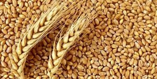 73 درصد از گندم تولیدی فارس خریداری شد