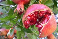 ترکیدگی انار، دومین عامل خسارت در باغ‌های ارسنجان