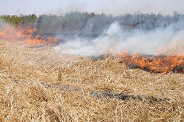 آتش‌سوزی ۱۴ هکتار مزرعه گندم را خاکستر کرد