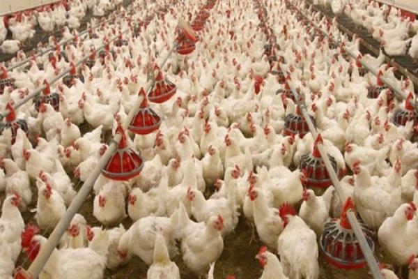 تولید بیش از یک هزار تن مرغ تا ماه آینده در شیراز